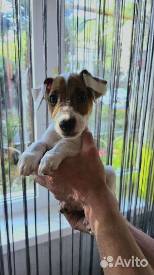 Джек Рассел терьер