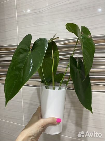 Антуриум Блек Квин