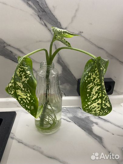 Диффенбахия