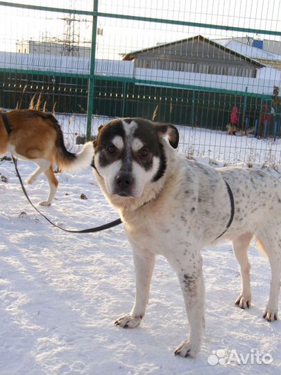 Интеллигентнейший пёс погибает в приюте