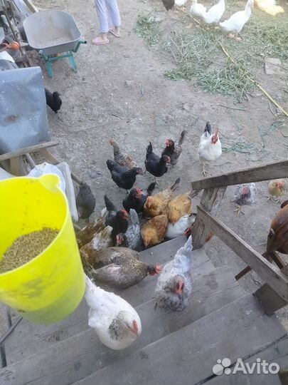 Куры молодки доминант