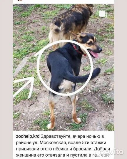 Особенный щенок ищет семью