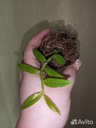 Орхидея Dendrobium loddigesi