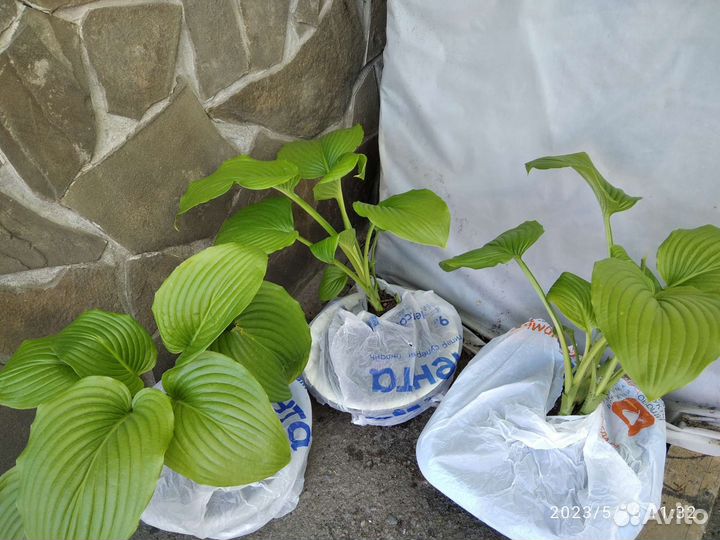 Большой куст хосты