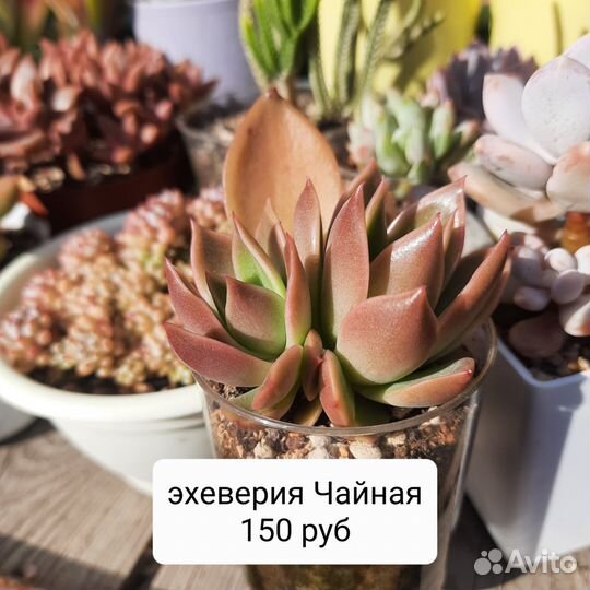 Суккуленты листья-детки