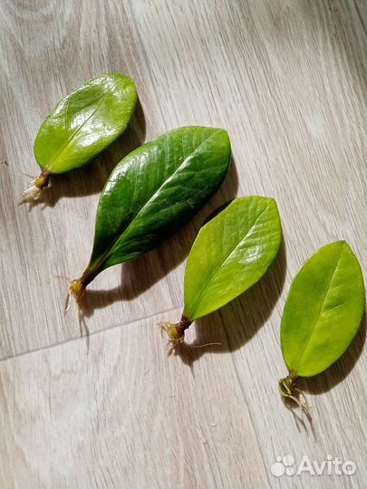 Замиакулькас