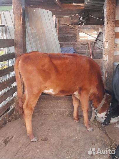 Телята телочки