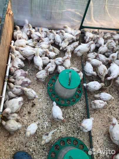 Цыплята бройлеры кобб 500