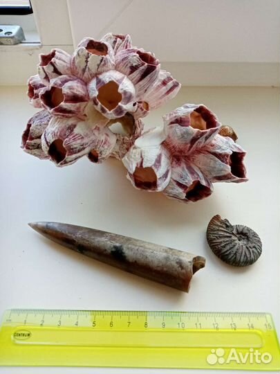 Окаменелости