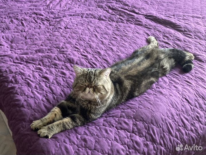 Котик экзотик ждет супругу
