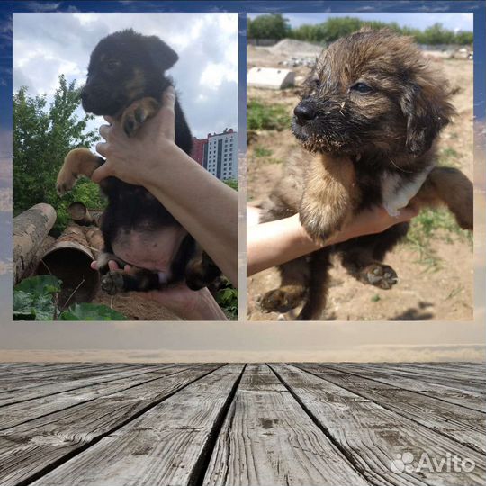 Кутята в добрые руки