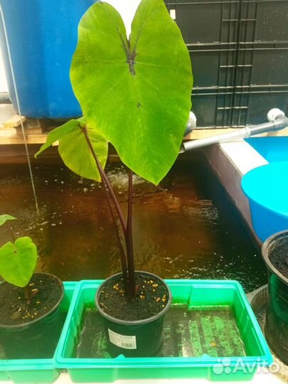 Колоказия Маска Фараона Pharaoh's Mask Colocasia