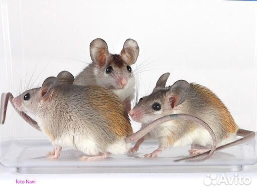 Мышки акомисы