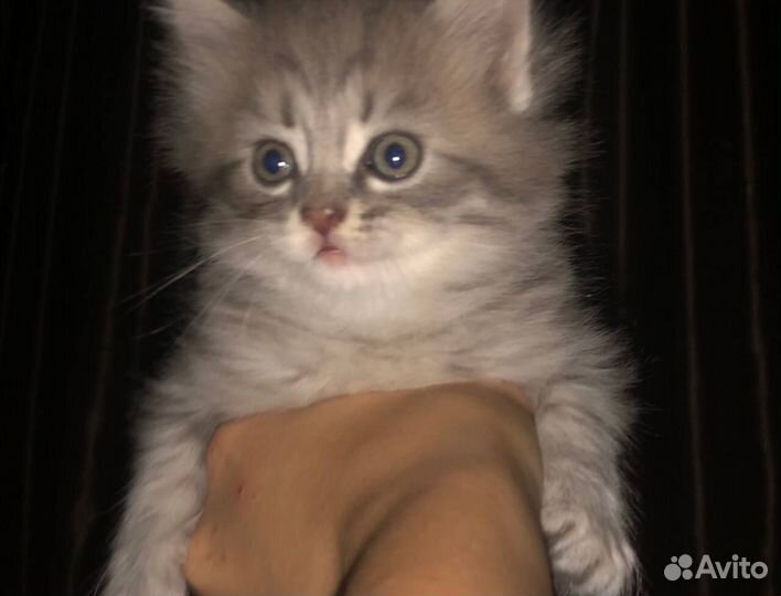 Британский котёнок