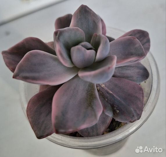 Эхеверии и пахиверии. Коллекционные