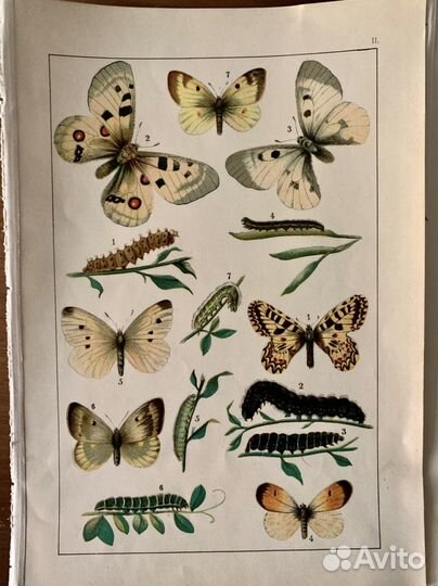 Гравюры Бабочки
