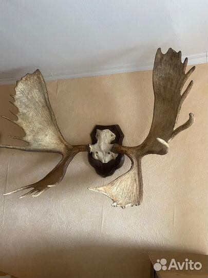 Охотничьи трофеи