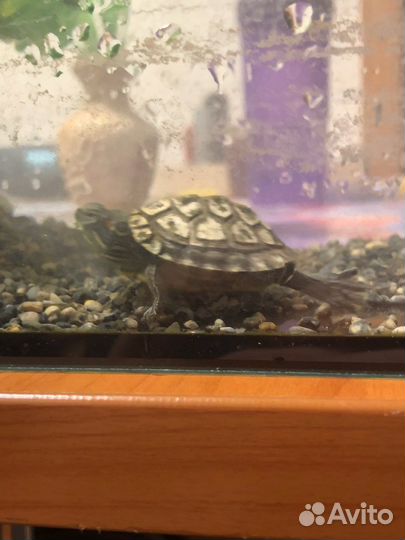 Черепашка ниндзя с аквариумом