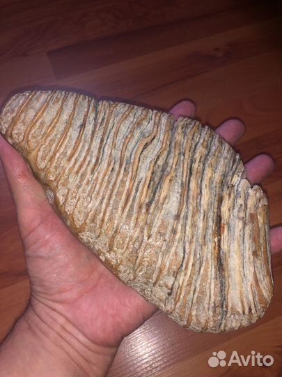 Зуб мамонта