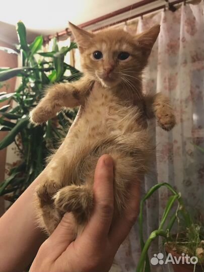Котенок ищет добрые ручки
