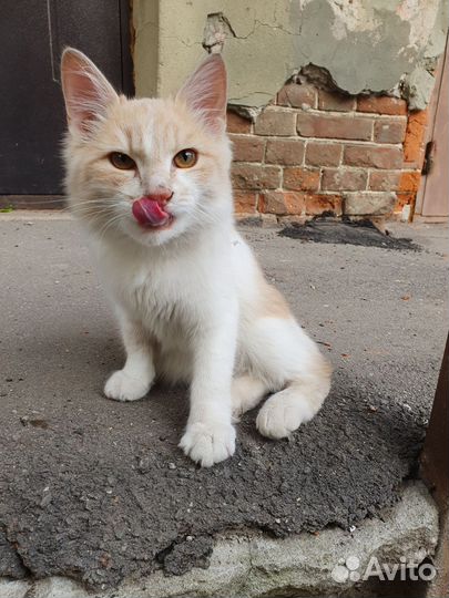 Кошка молодая в добрые руки