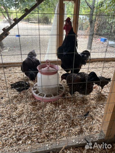 Куры корниш