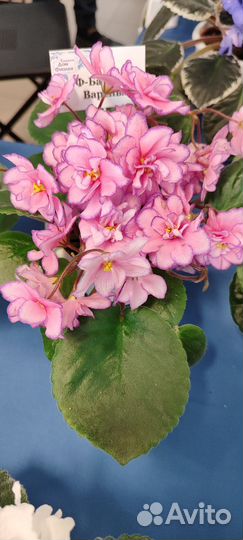 Детки сортовых фиалок