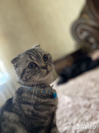 Британская