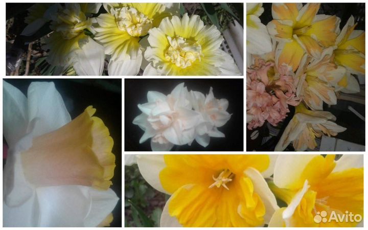 Нарциссы, набор