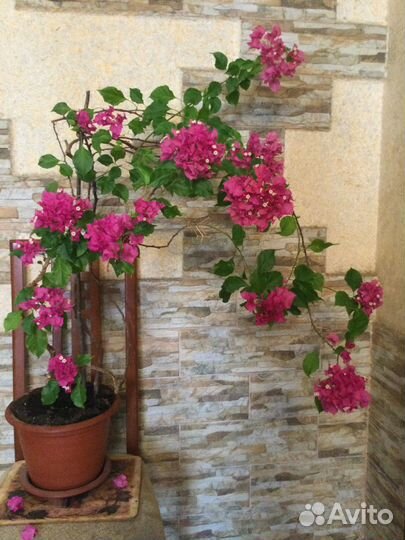 Комнатные растения цветы