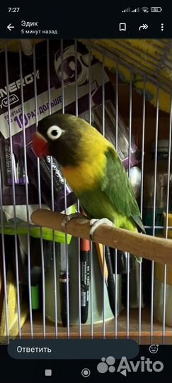 Попугай пара с клеткой