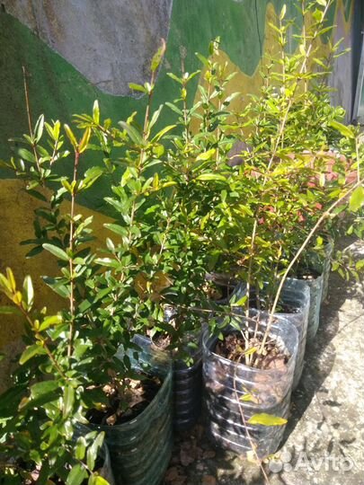 Саженцы граната для посадки