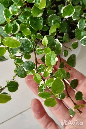 Фикус Пумила White sunny