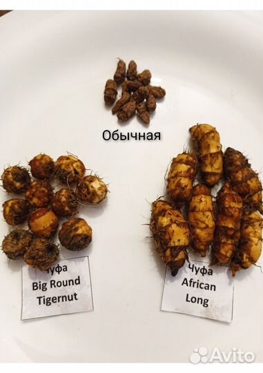 Чуфа Земляной миндаль African Long