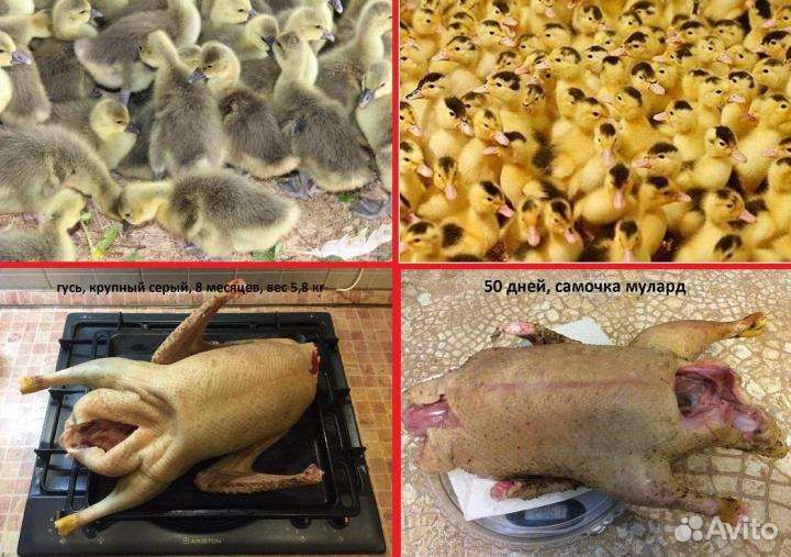 Суточная и подрощенная с/х птичка