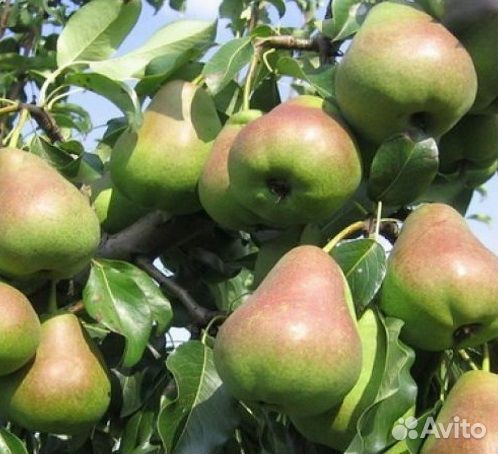 Саженцы яблонь и груш