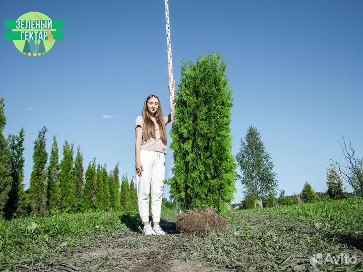 Туи колумна 180 см свежая копка 2023