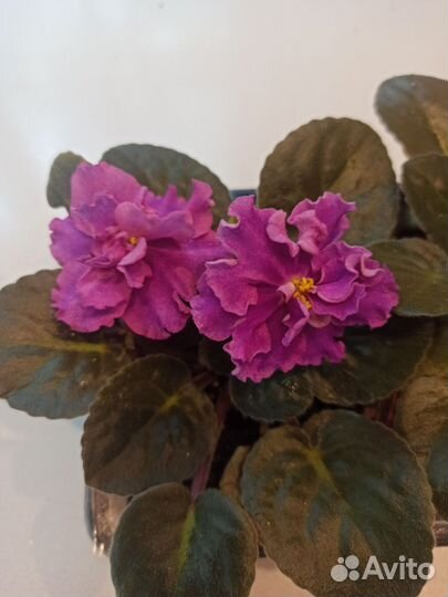 Фиалка в горшках