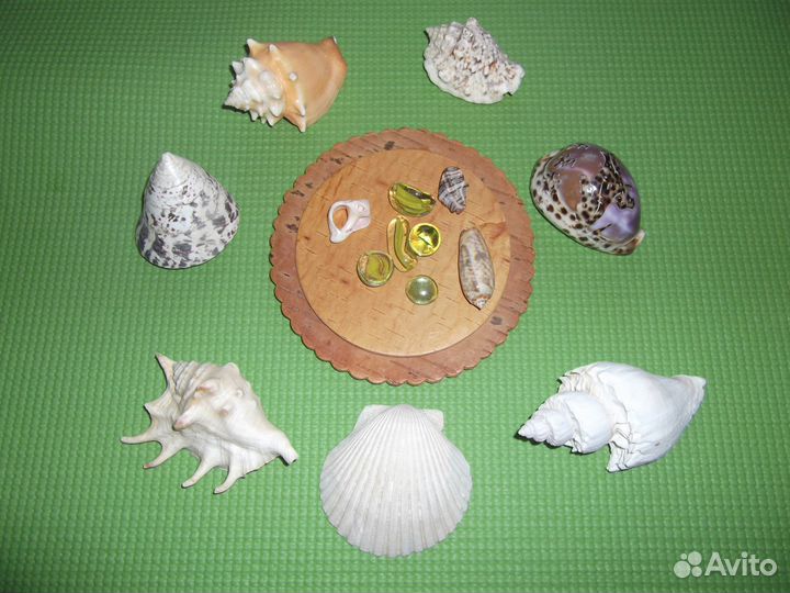 Морские коллекционные раковины