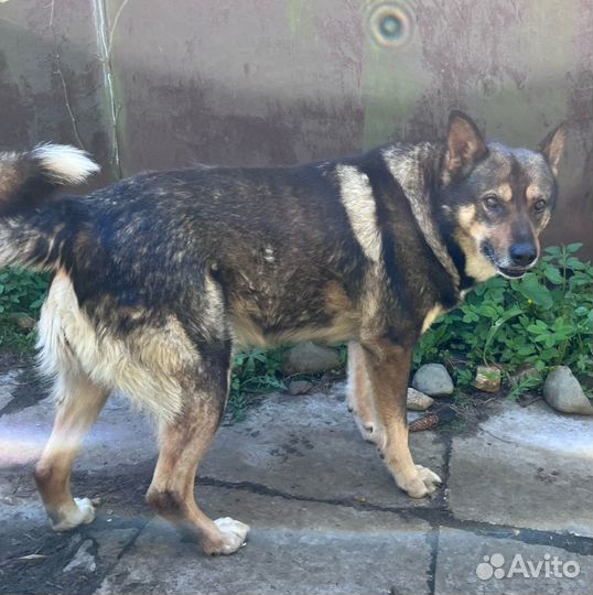 Ищу новый дом, собака осиротела