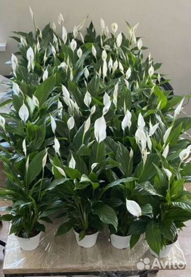 Спатифиллум