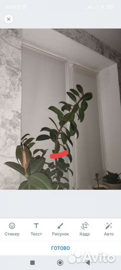 Фикус каучуконосный эластика