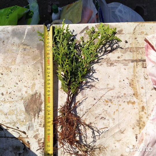 Туя ель сосна