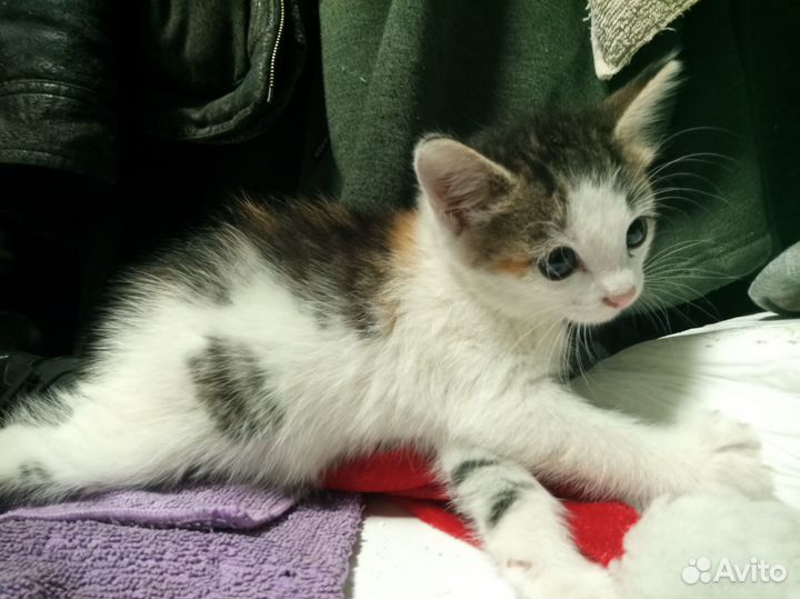 Котята в добрые руки бесплатно