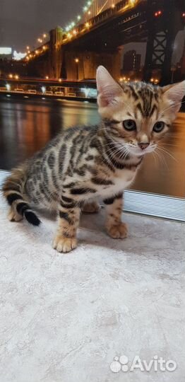 Бенгальские котята