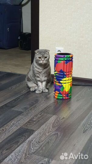 Кот шотландский вислоухий