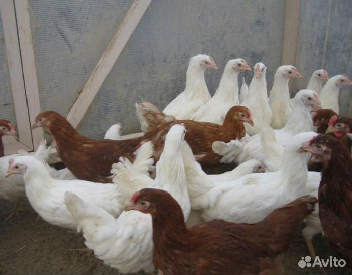 Рыжие молодки 6-ти месячные