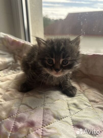 Котята от британки бесплатно