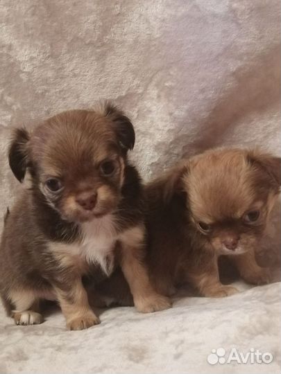 Длинношерстные девочки чишечки