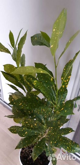 Аукубовидный кротон